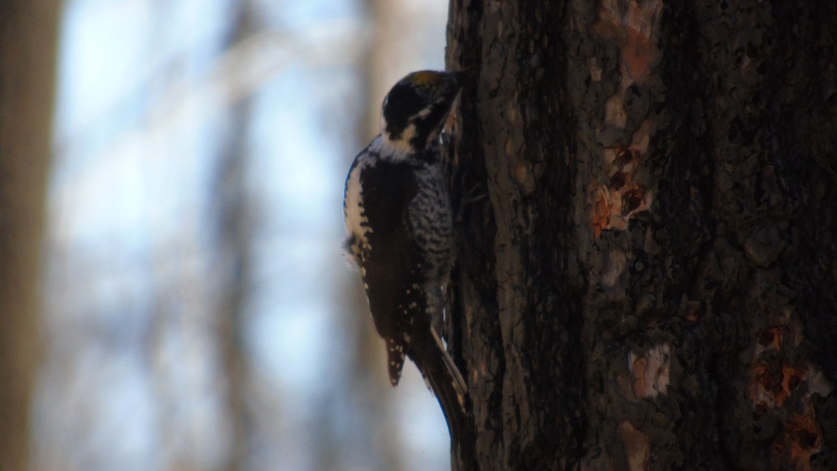 American Three-toed Woodpecker - ML119613091