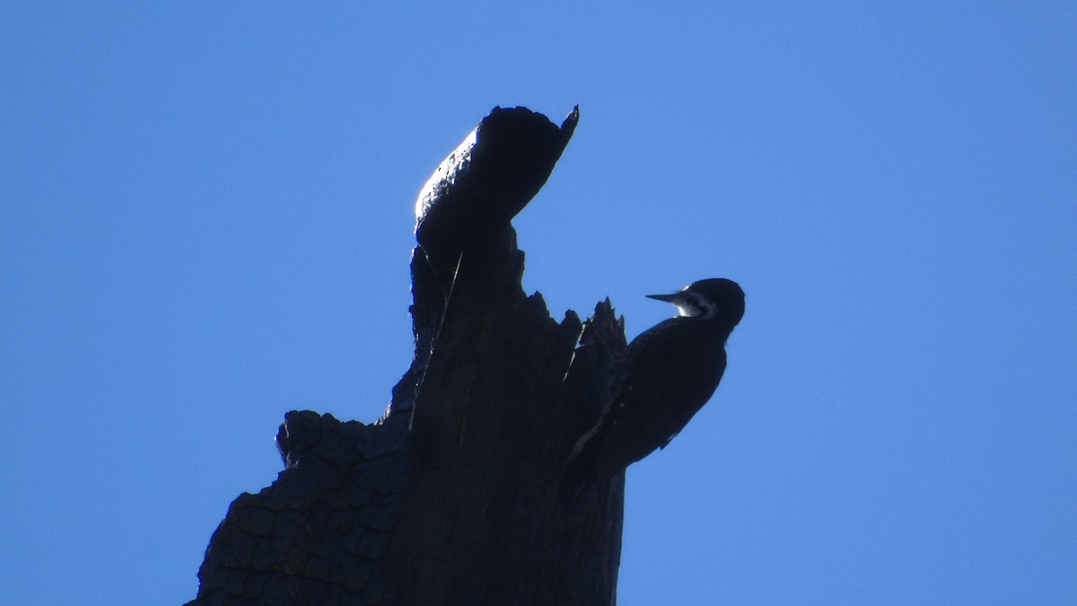 Black-backed Woodpecker - ML119613571