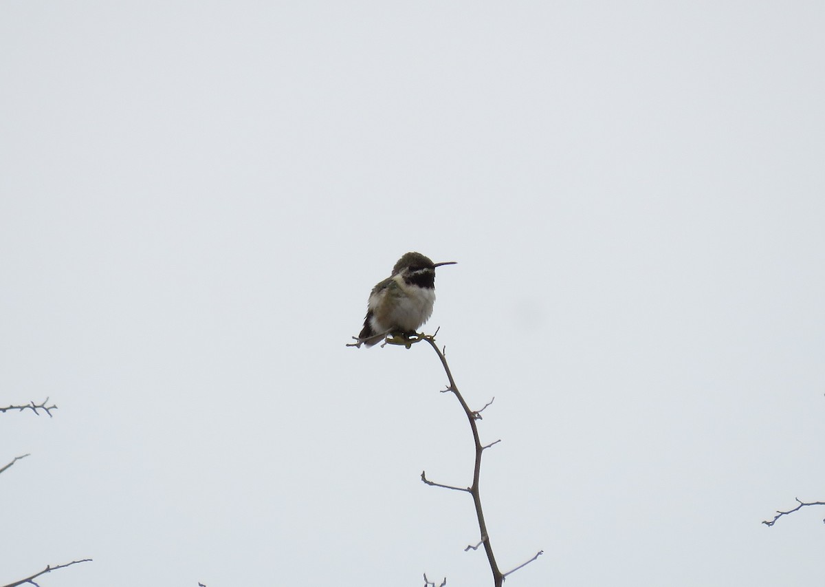 stumpstjertkolibri - ML119613941