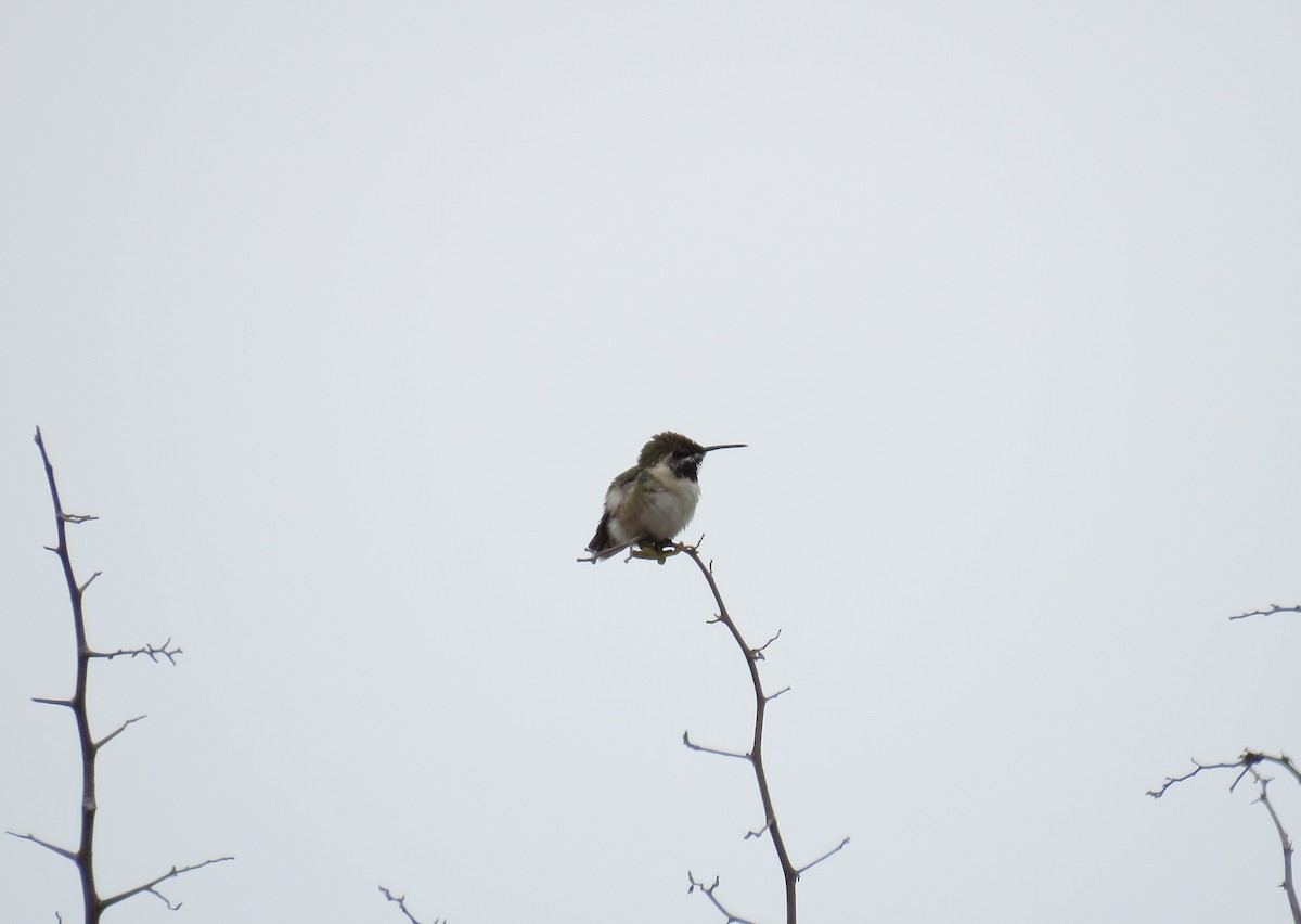 Short-tailed Woodstar - Miguel Alvan