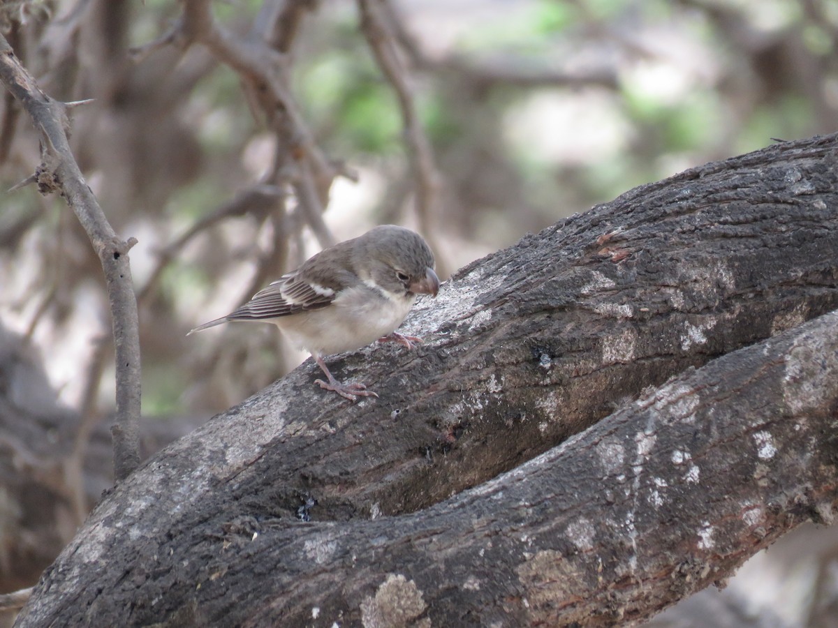 Parrot-billed Seedeater - Miguel Alvan