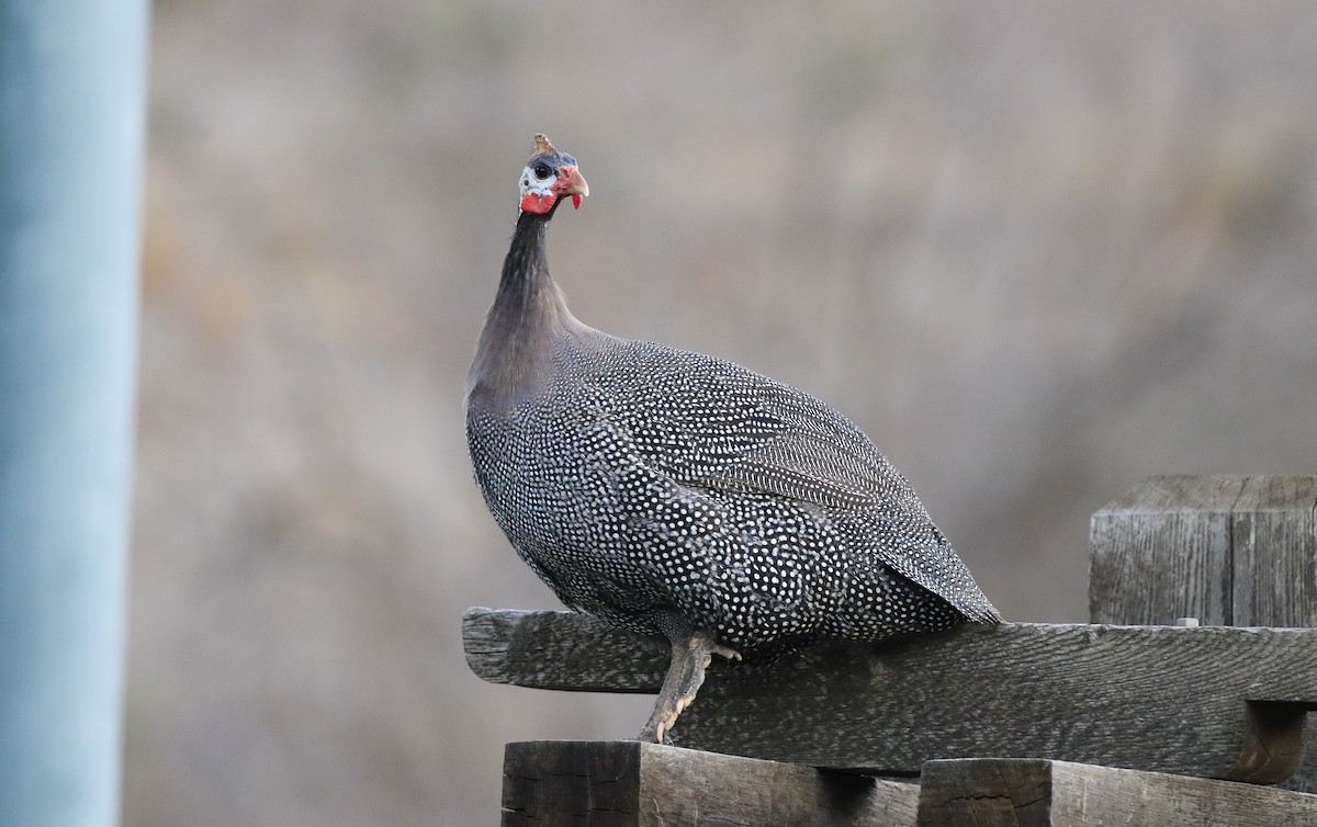 Helmeted Guineafowl (Domestic type) - Trish Gussler