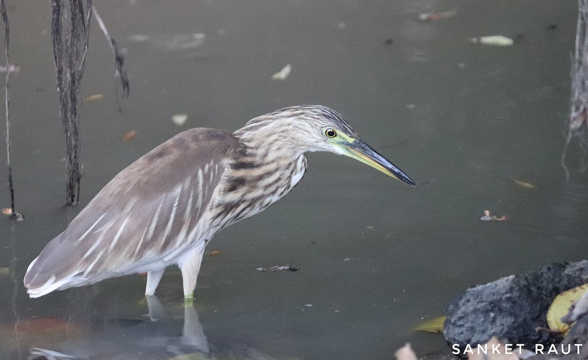 Indian Pond-Heron - ML119616971