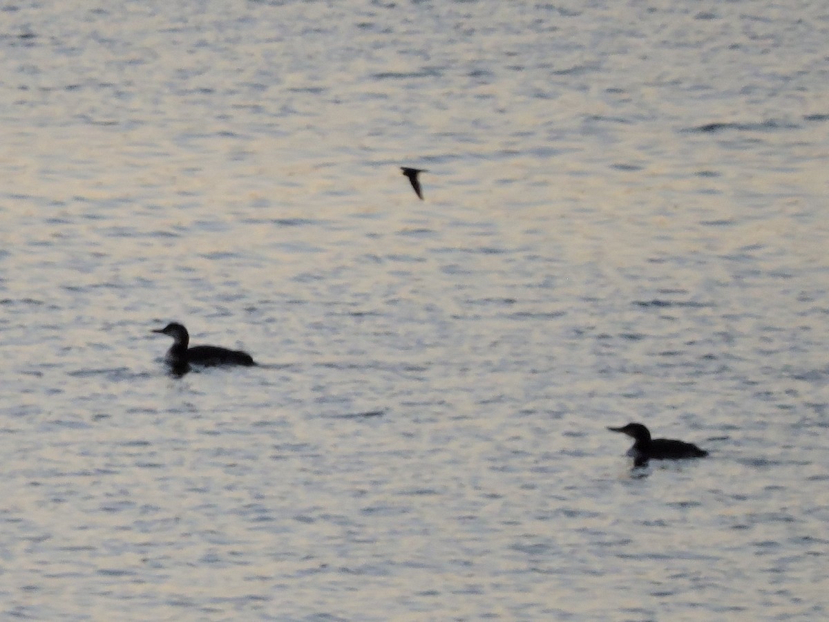 Common Loon - Erik Hendrickson