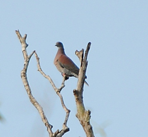 Pale-vented Pigeon - ML119619941