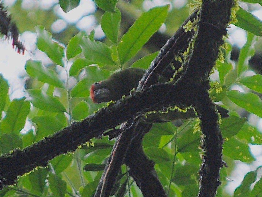 Pileated Parrot - ML119620391