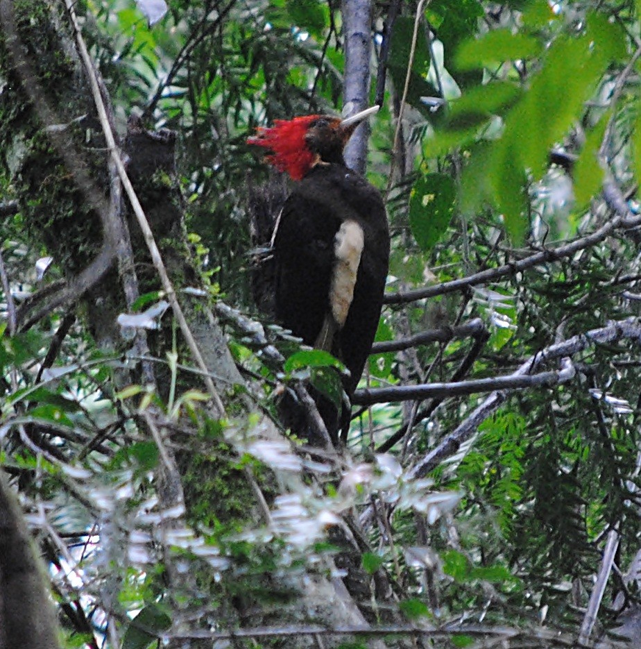 Helmeted Woodpecker - ML119621061