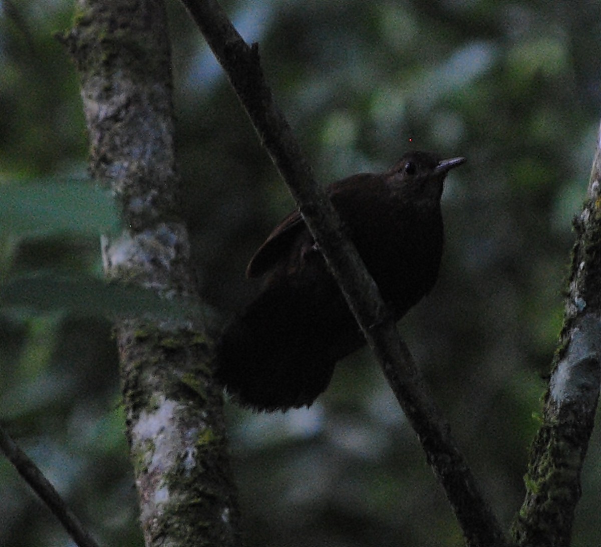 Rufous-breasted Leaftosser - ML119621391