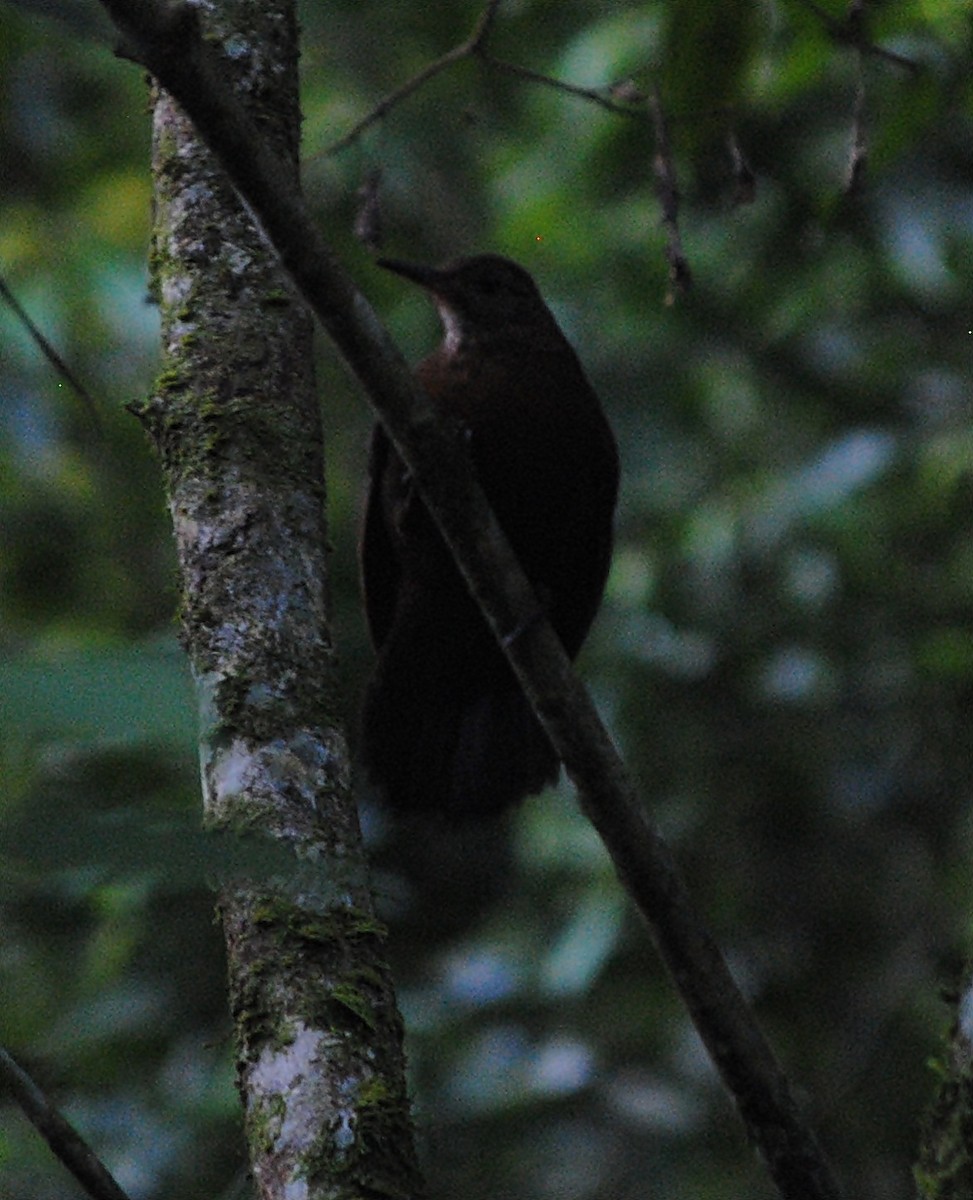 Rufous-breasted Leaftosser - ML119621401