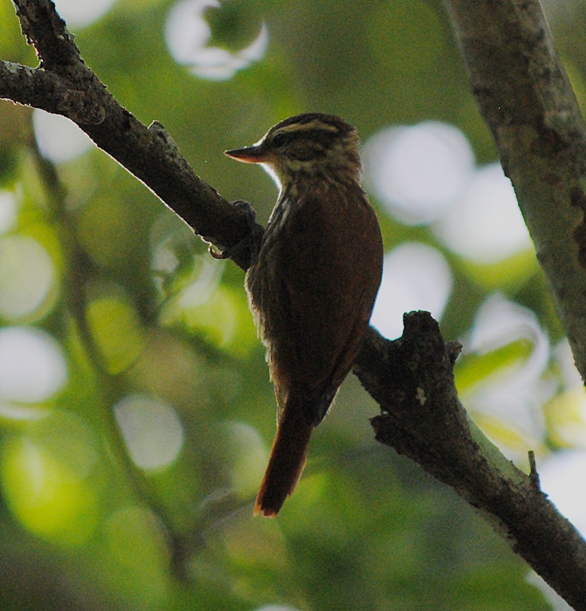 Streaked Xenops - ML119621561