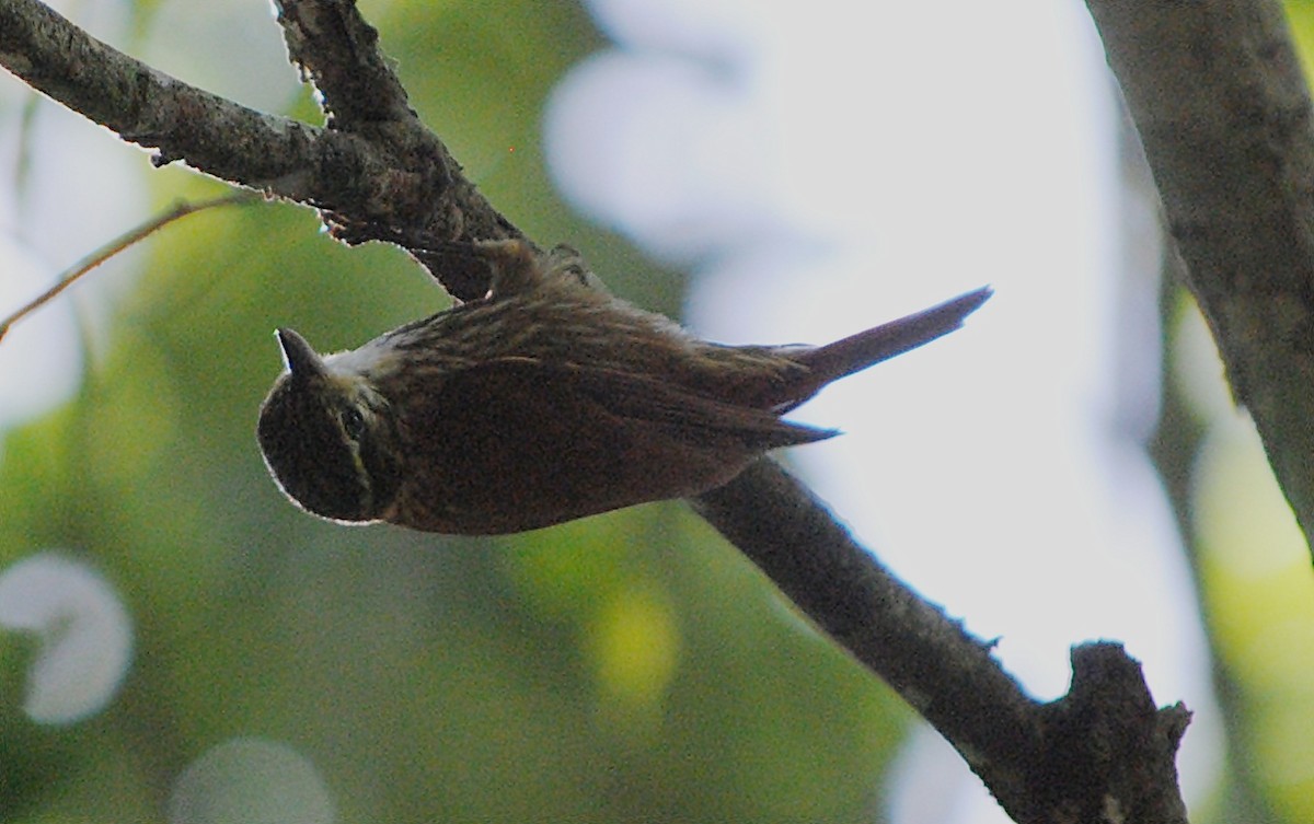 Streaked Xenops - ML119621581