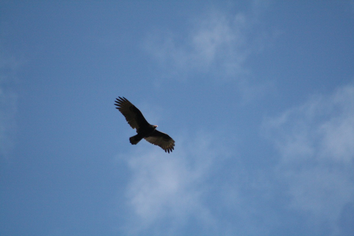 Turkey Vulture - ML119621641