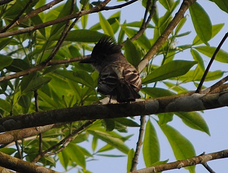 Variable Antshrike - ML119621661