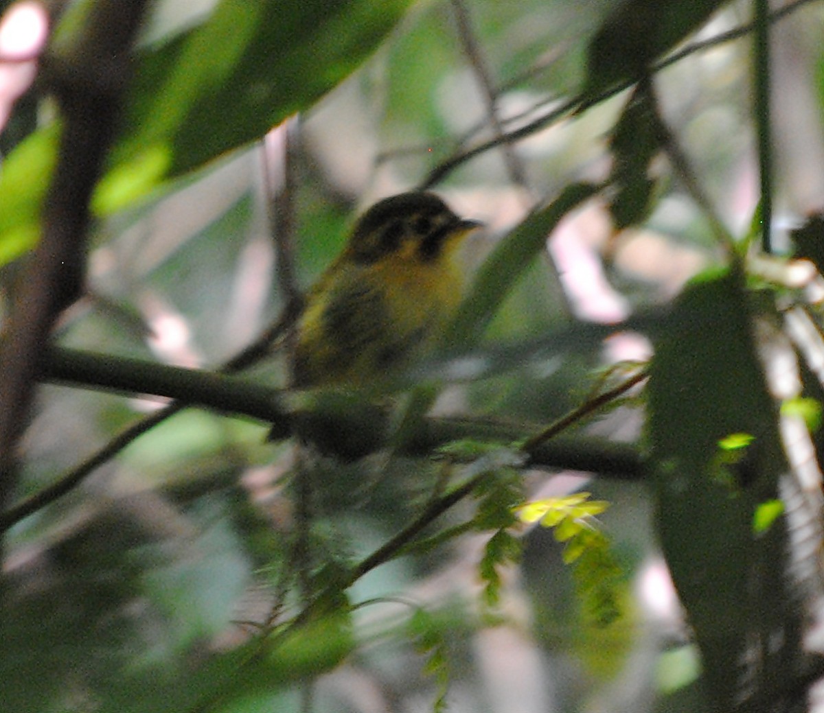 White-throated Spadebill - ML119621971