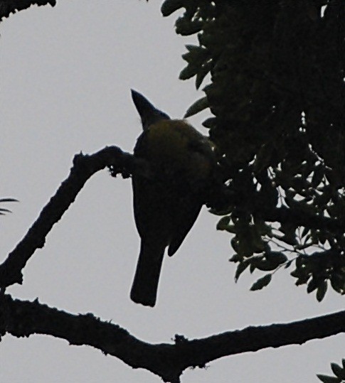 Boat-billed Flycatcher - ML119622101