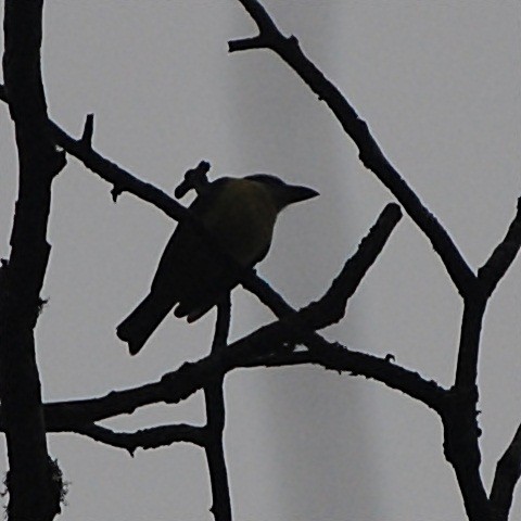 Boat-billed Flycatcher - ML119622111