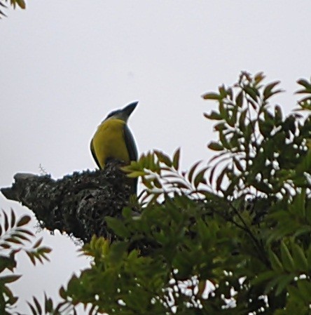 Boat-billed Flycatcher - ML119622121