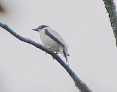 Black-tailed Tityra - ML119622291