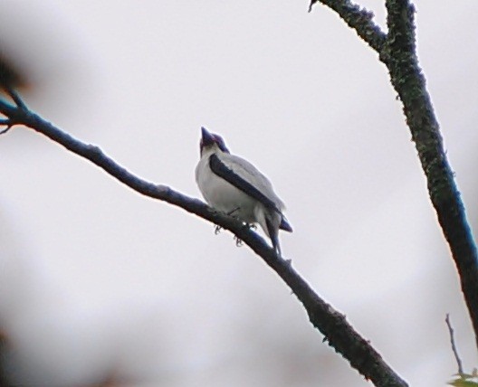 Black-tailed Tityra - ML119622311