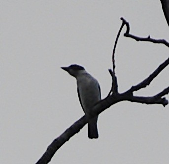 Black-crowned Tityra - ML119622471