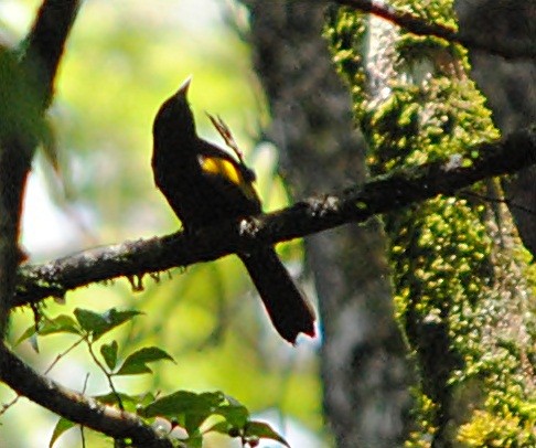 Golden-winged Cacique - ML119622721