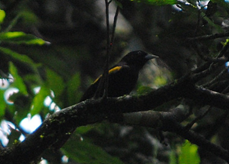 Golden-winged Cacique - ML119622731