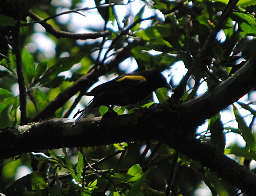 Golden-winged Cacique - ML119622741