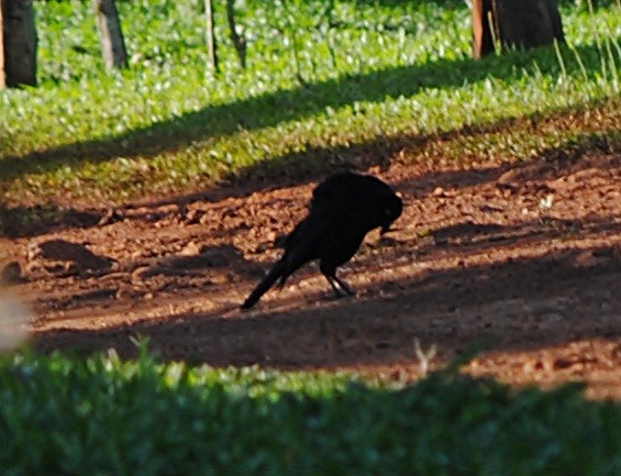 Giant Cowbird - ML119623031