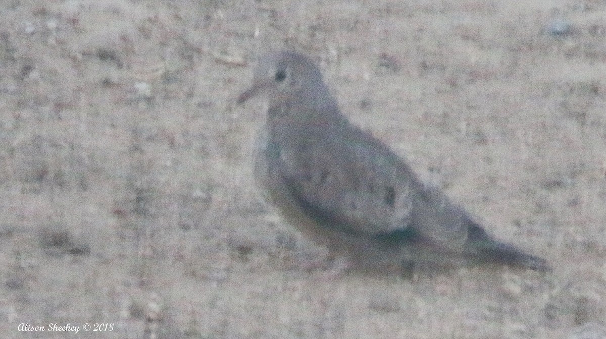 Common Ground Dove - Alison Sheehey