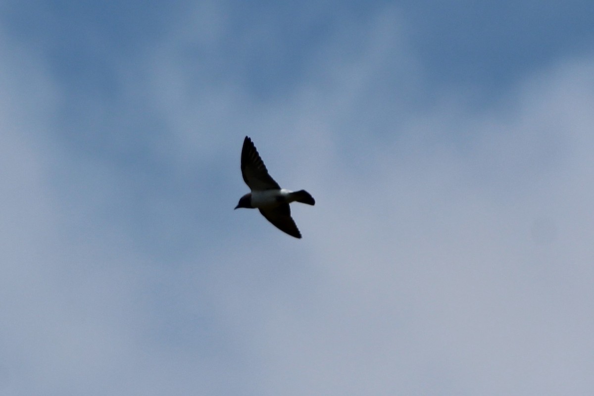 White-breasted Woodswallow - ML119627761