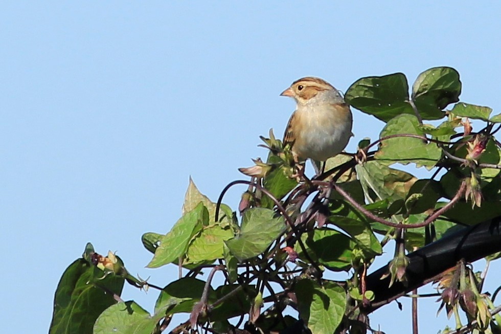 Clay-colored Sparrow - Bette Robo