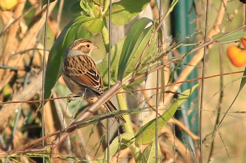 Clay-colored Sparrow - Bette Robo