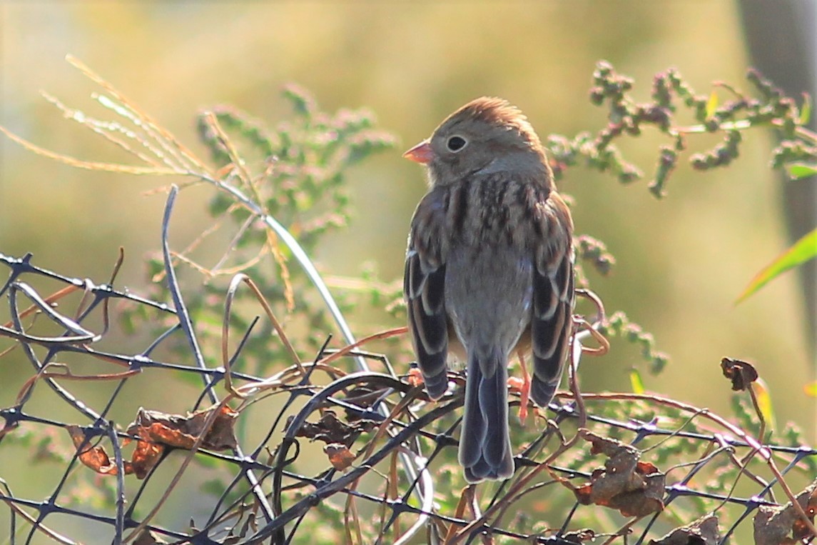 Field Sparrow - ML119630091