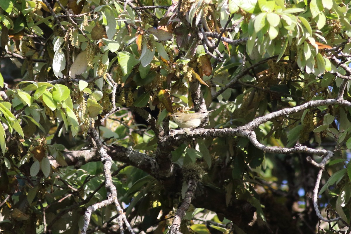 Mosquitero Verdoso - ML119632161