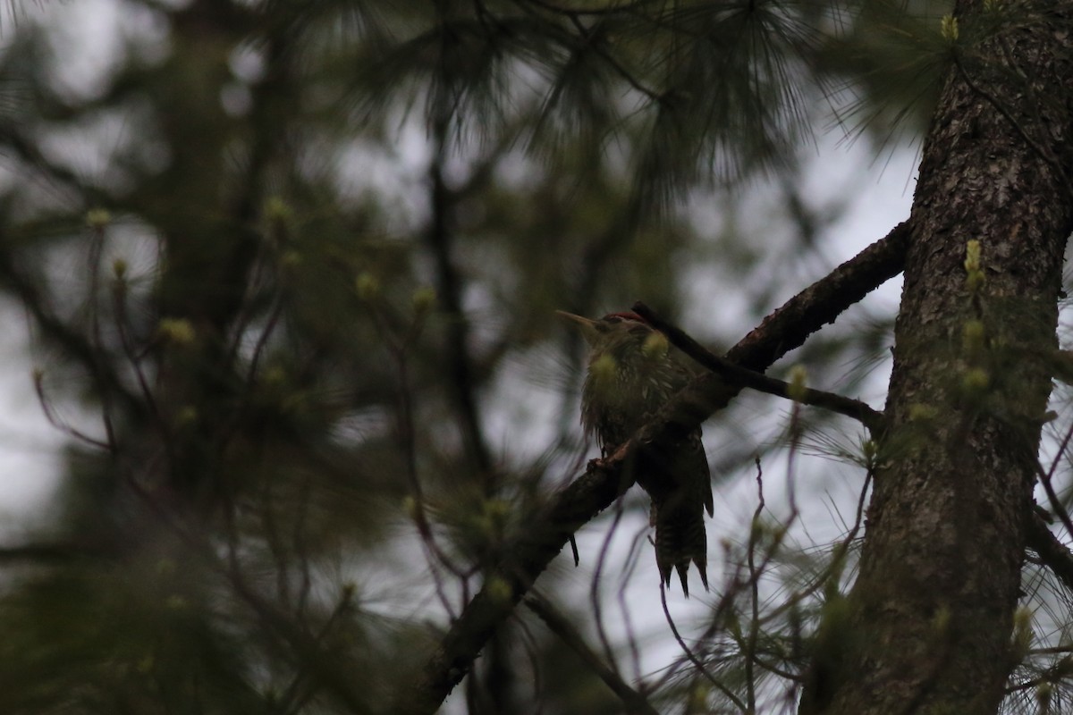 Scaly-bellied Woodpecker - ML119632191