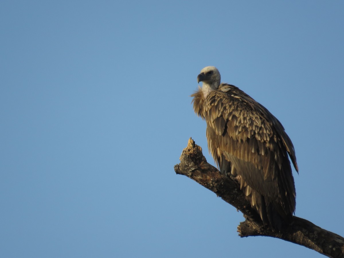 Himalayan Griffon - ML119633851