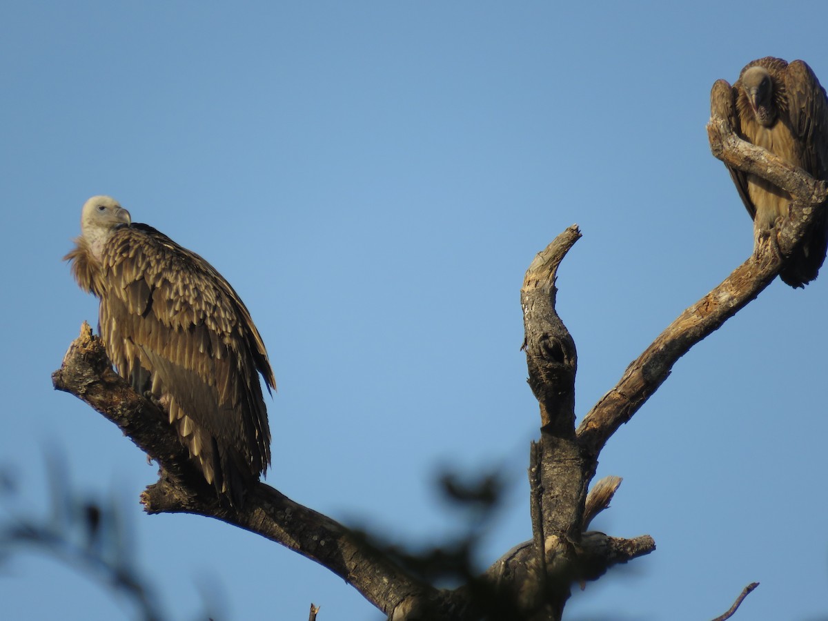 Himalayan Griffon - ML119634241