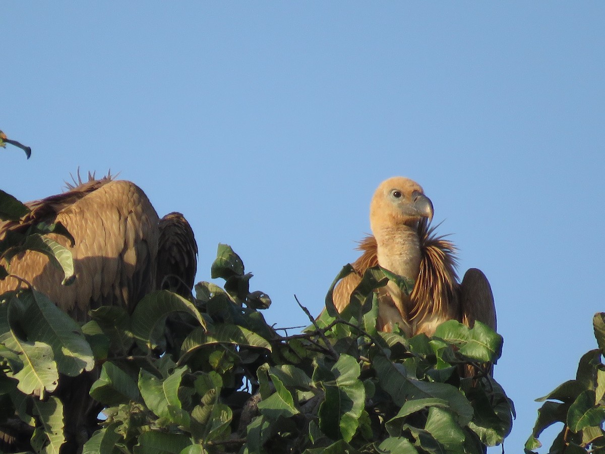 Eurasian Griffon - ML119634401