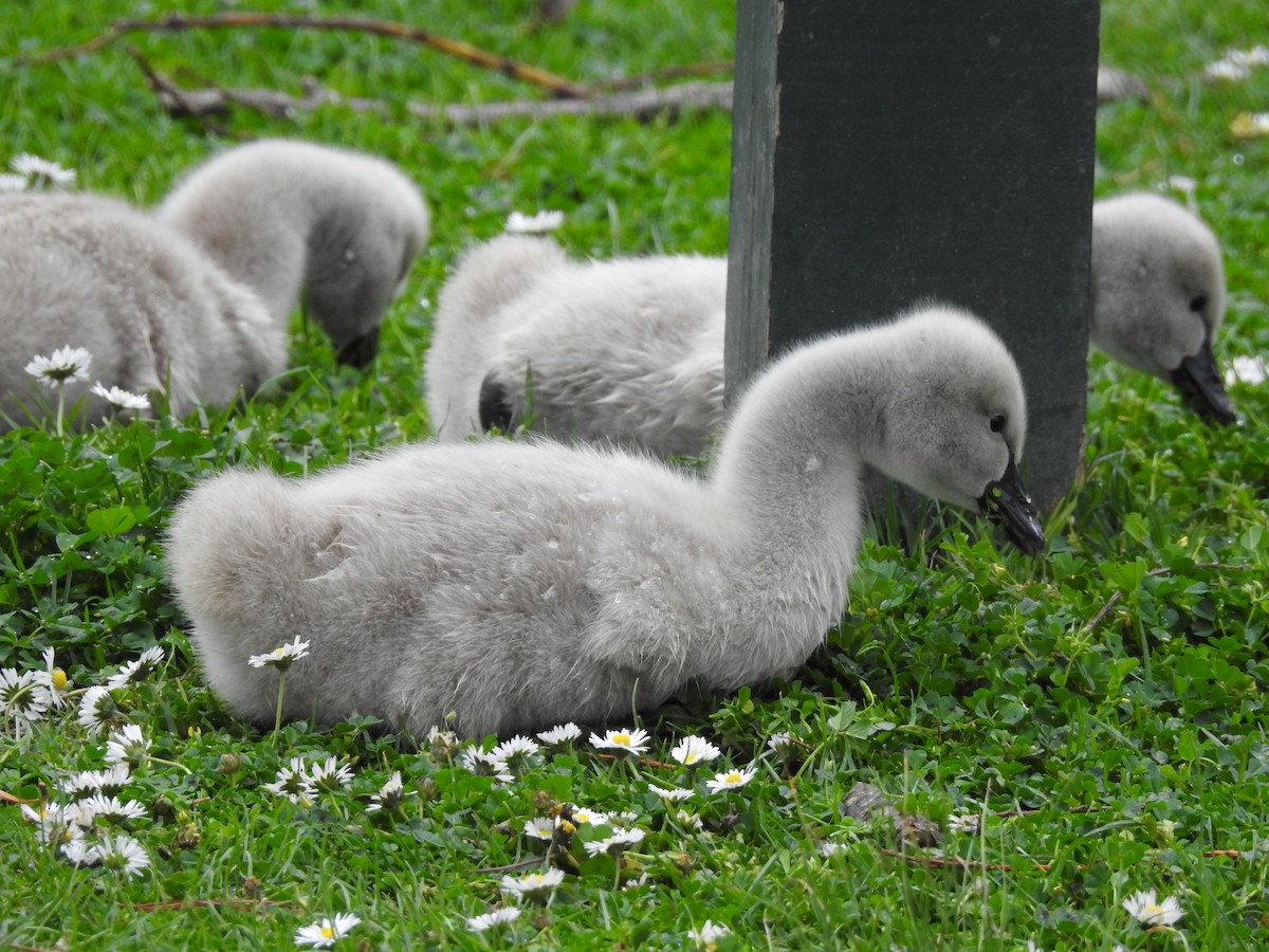 Cygne noir - ML119634651