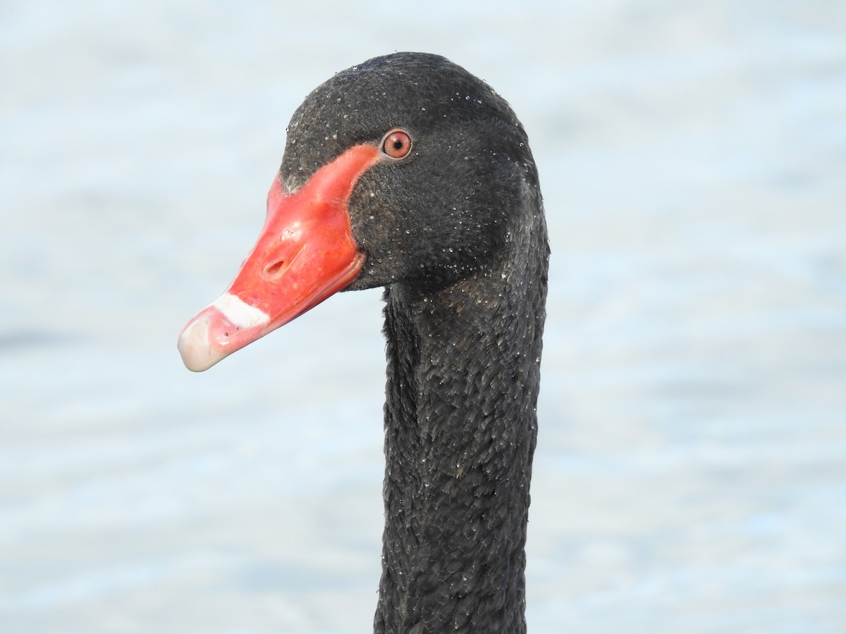 Black Swan - ML119634661