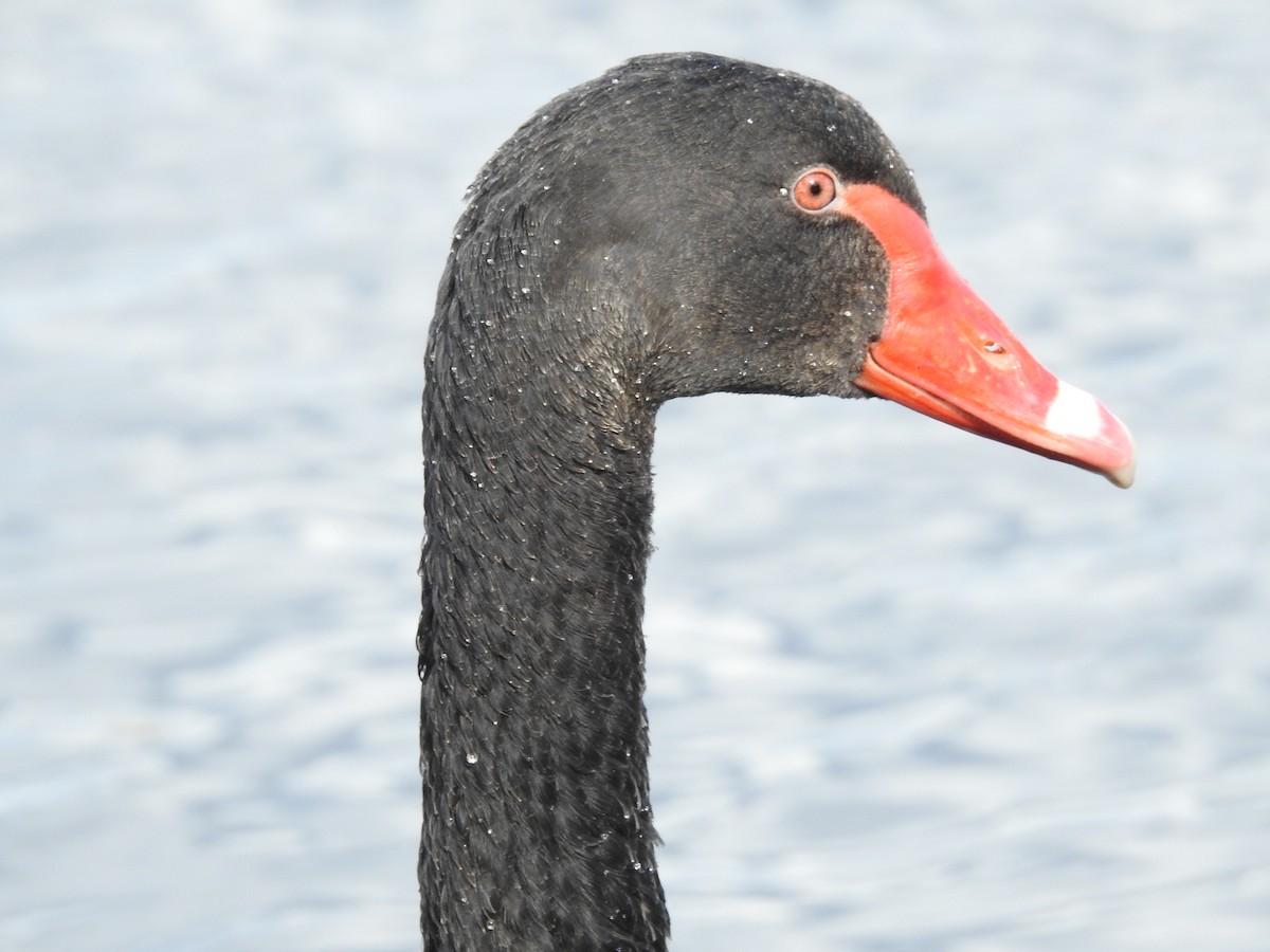 Black Swan - ML119634671