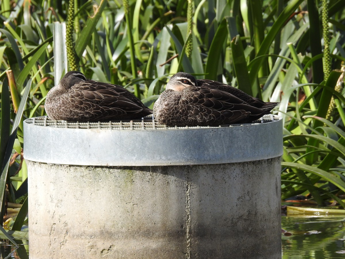 Canard à sourcils - ML119635261