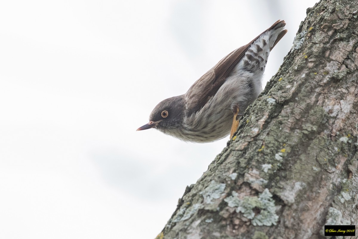 Varied Sittella - ML119635361