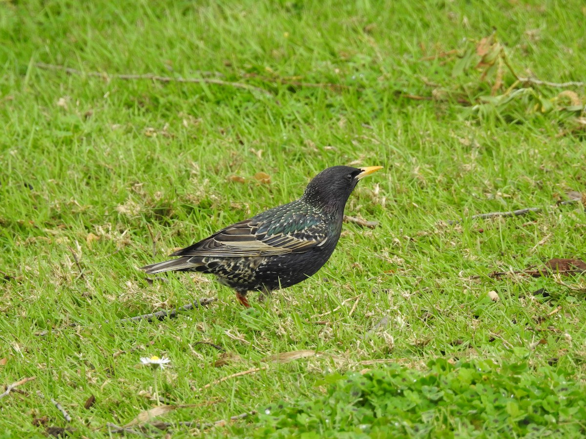 European Starling - Jeffrey Crawley