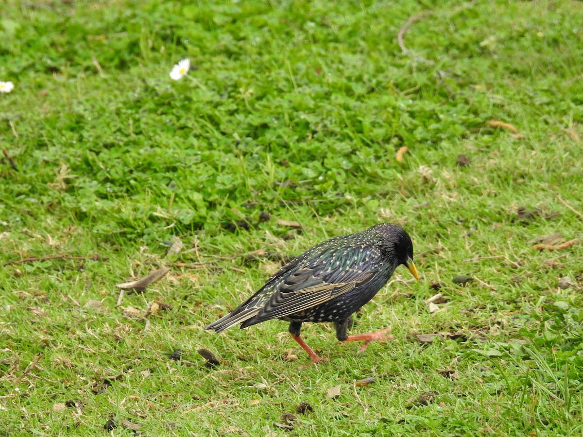 European Starling - ML119635611