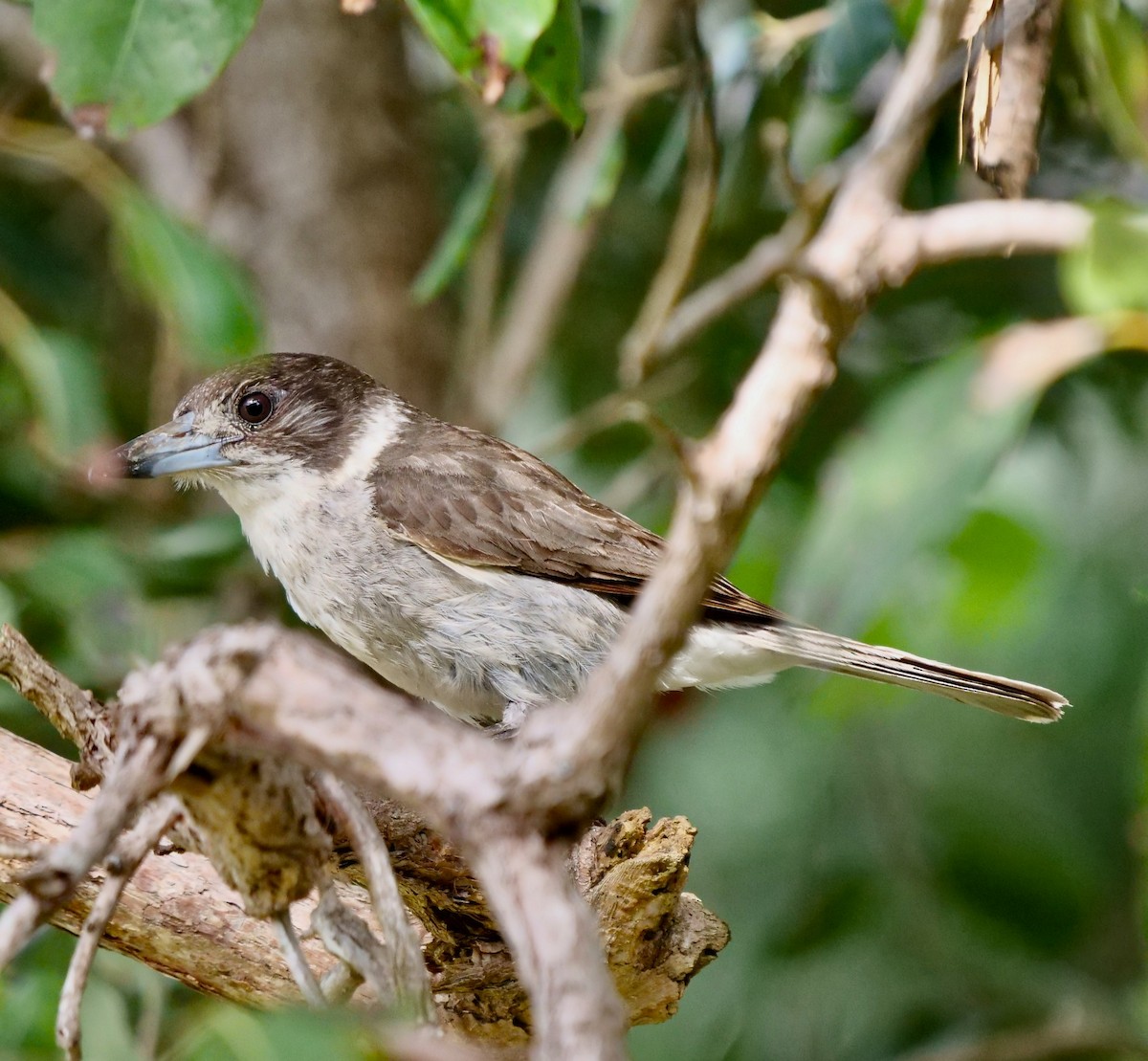 Gray Butcherbird - ML119635741