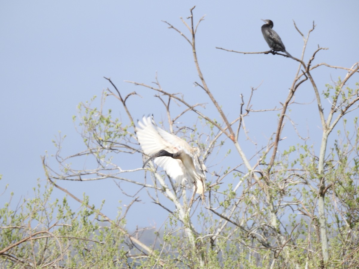 Ibis à cou noir - ML119635911