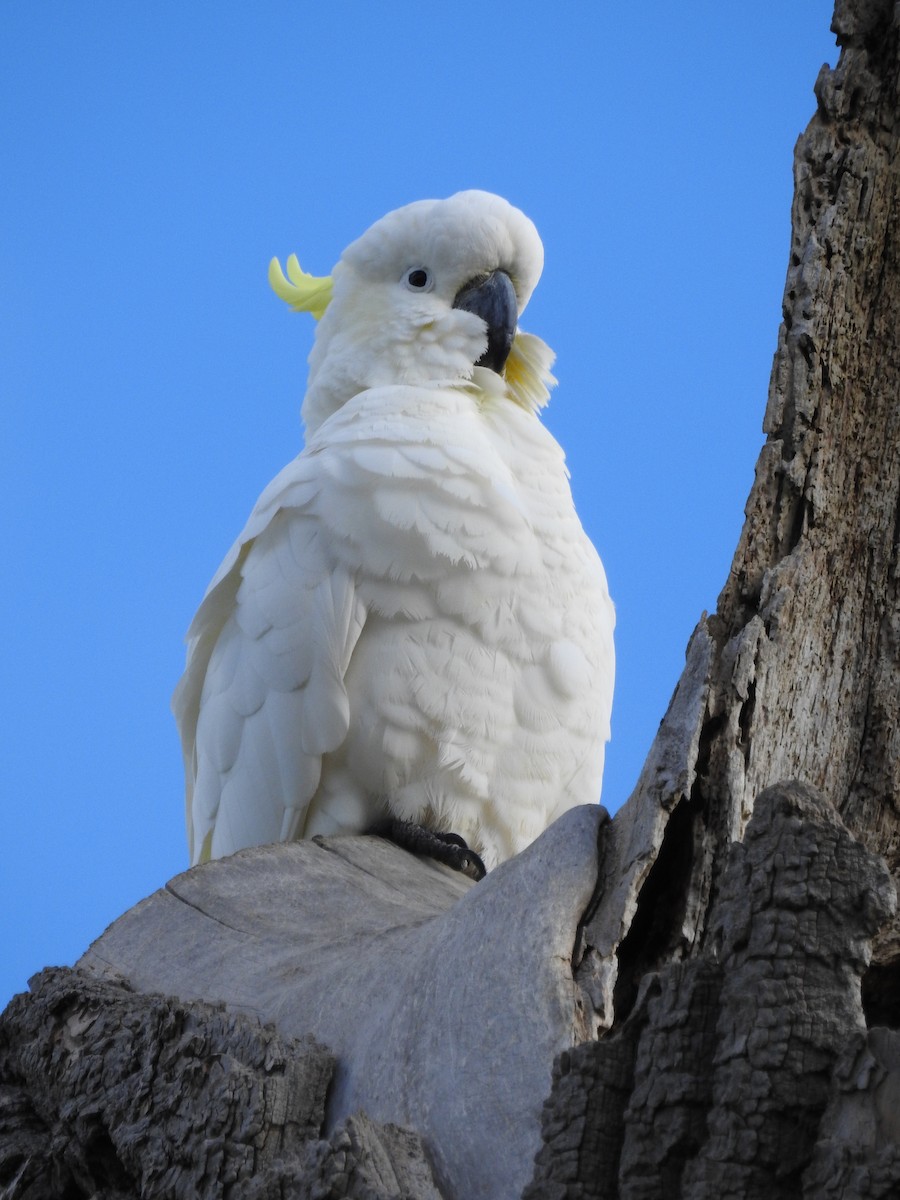 Sulphur-crested Cockatoo - ML119636271