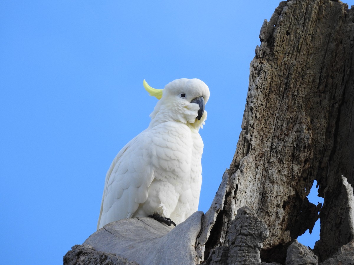 Sulphur-crested Cockatoo - ML119636291