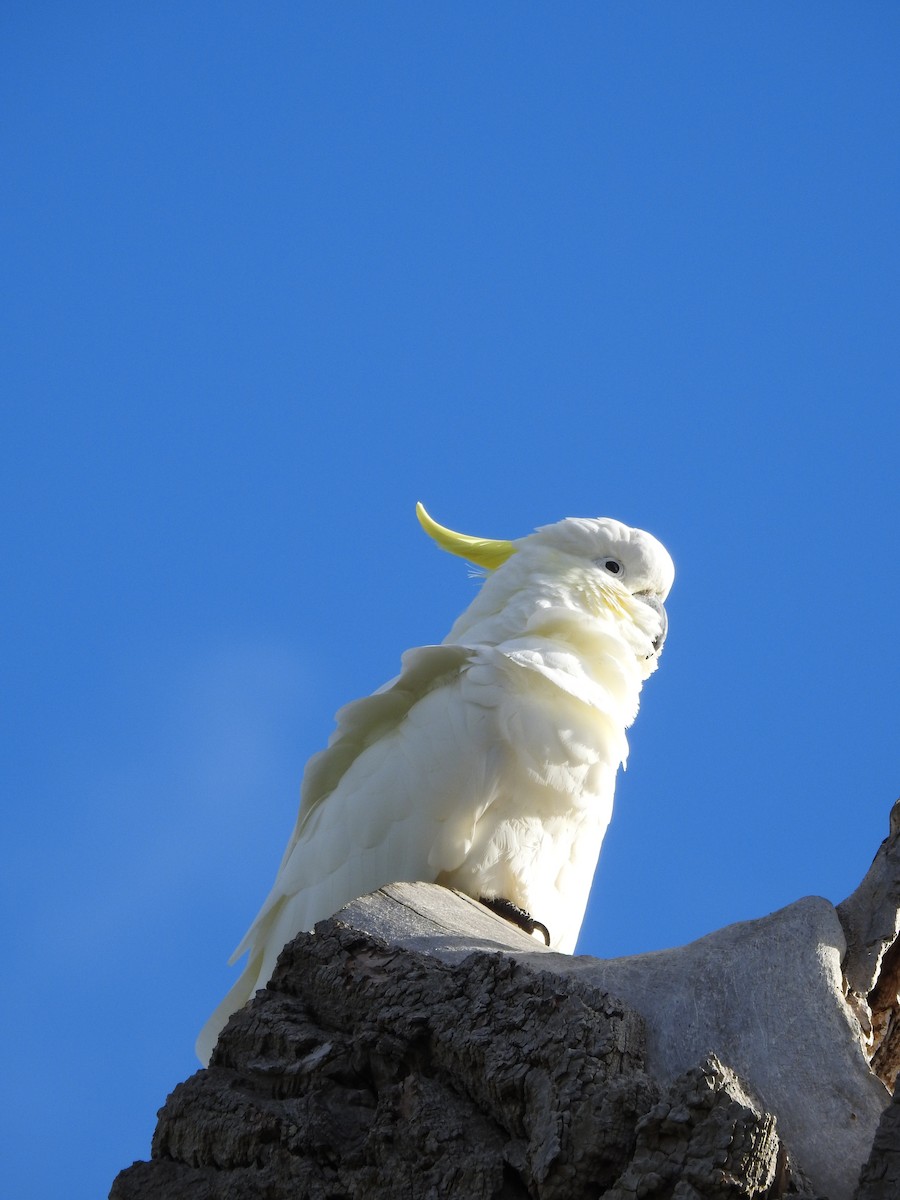 Sulphur-crested Cockatoo - ML119636341